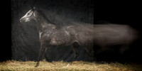203Caballos_Aguadia_Aragua_MAY015_JAC_Crop_Flatt