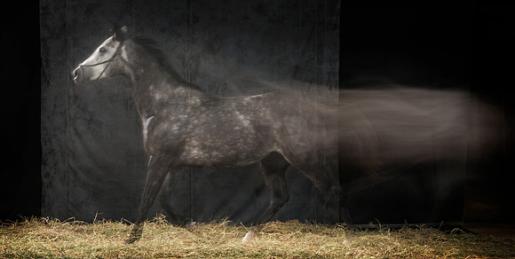 203Caballos_Aguadia_Aragua_MAY015_JAC_Crop_Flatt