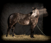 185Caballos_Aguadia_Aragua_MAY015_JAC_Crop_Flatt