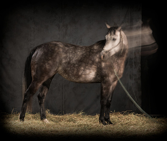 185Caballos_Aguadia_Aragua_MAY015_JAC_Crop_Flatt