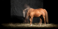 086Caballos_Aguadia_Aragua_MAY015_JAC_Crop_Flatt