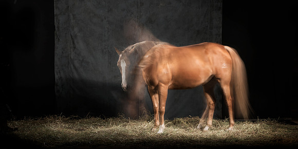 086Caballos_Aguadia_Aragua_MAY015_JAC_Crop_Flatt
