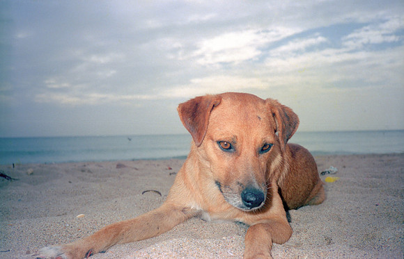 PerroArena_jac