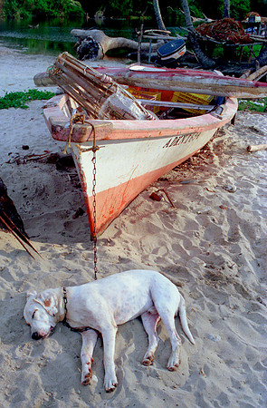 PerroPenero_jac_3