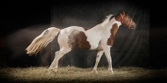 296Caballos_Aguadia_Aragua_MAY015_JAC_Crop_Flatt