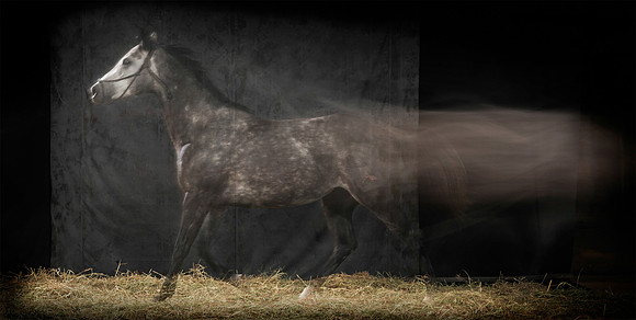 203Caballos_Aguadia_Aragua_MAY015_JAC_Crop_Flatt