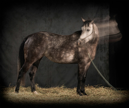 185Caballos_Aguadia_Aragua_MAY015_JAC_Crop_Flatt