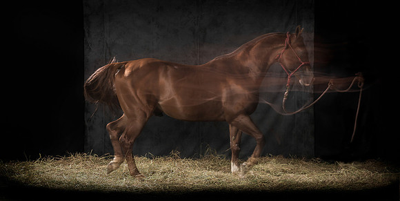 143Caballos_Aguadia_Aragua_MAY015_JAC_Crop_Flatt