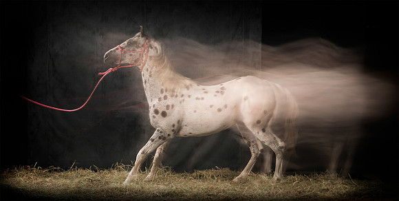 119Caballos_Aguadia_Aragua_MAY015_JAC_Crop_Flatt