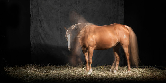 086Caballos_Aguadia_Aragua_MAY015_JAC_Crop_Flatt