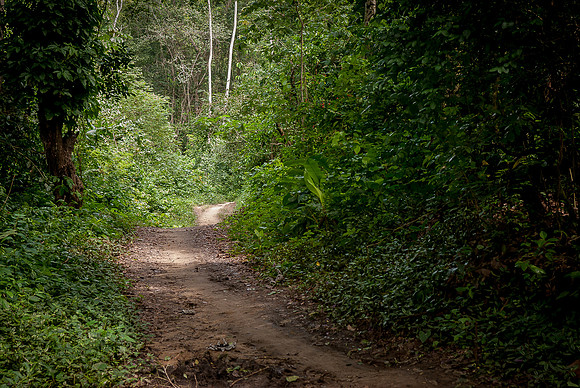 0989Parque_HenriPittier_13NOV_JAC