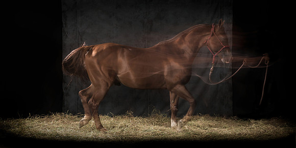 143Caballos_Aguadia_Aragua_MAY015_JAC_Crop_Flatt