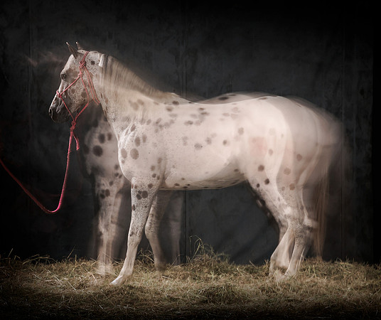 104Caballos_Aguadia_Aragua_MAY015_JAC_Crop_Flatt