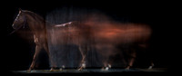 022Caballos_Aguadia_Aragua_MAY015_JAC_Crop_Flatt