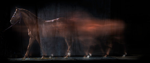 022Caballos_Aguadia_Aragua_MAY015_JAC_Crop_Flatt
