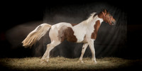 296Caballos_Aguadia_Aragua_MAY015_JAC_Crop_Flatt