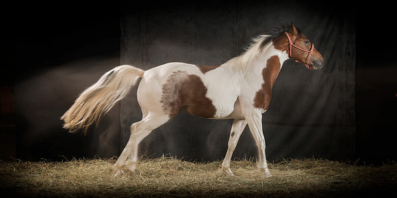 296Caballos_Aguadia_Aragua_MAY015_JAC_Crop_Flatt
