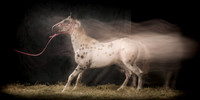 119Caballos_Aguadia_Aragua_MAY015_JAC_Crop_Flatt