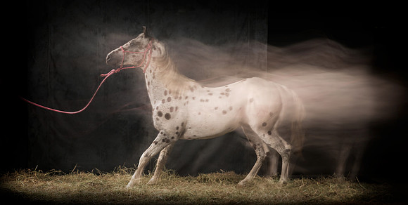 119Caballos_Aguadia_Aragua_MAY015_JAC_Crop_Flatt