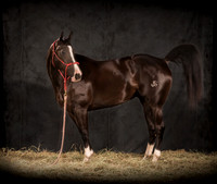 221Caballos_Aguadia_Aragua_MAY015_JAC_Crop_Flatt