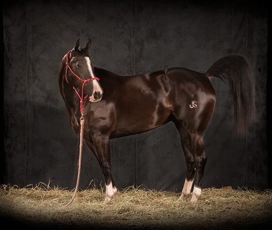 221Caballos_Aguadia_Aragua_MAY015_JAC_Crop_Flatt